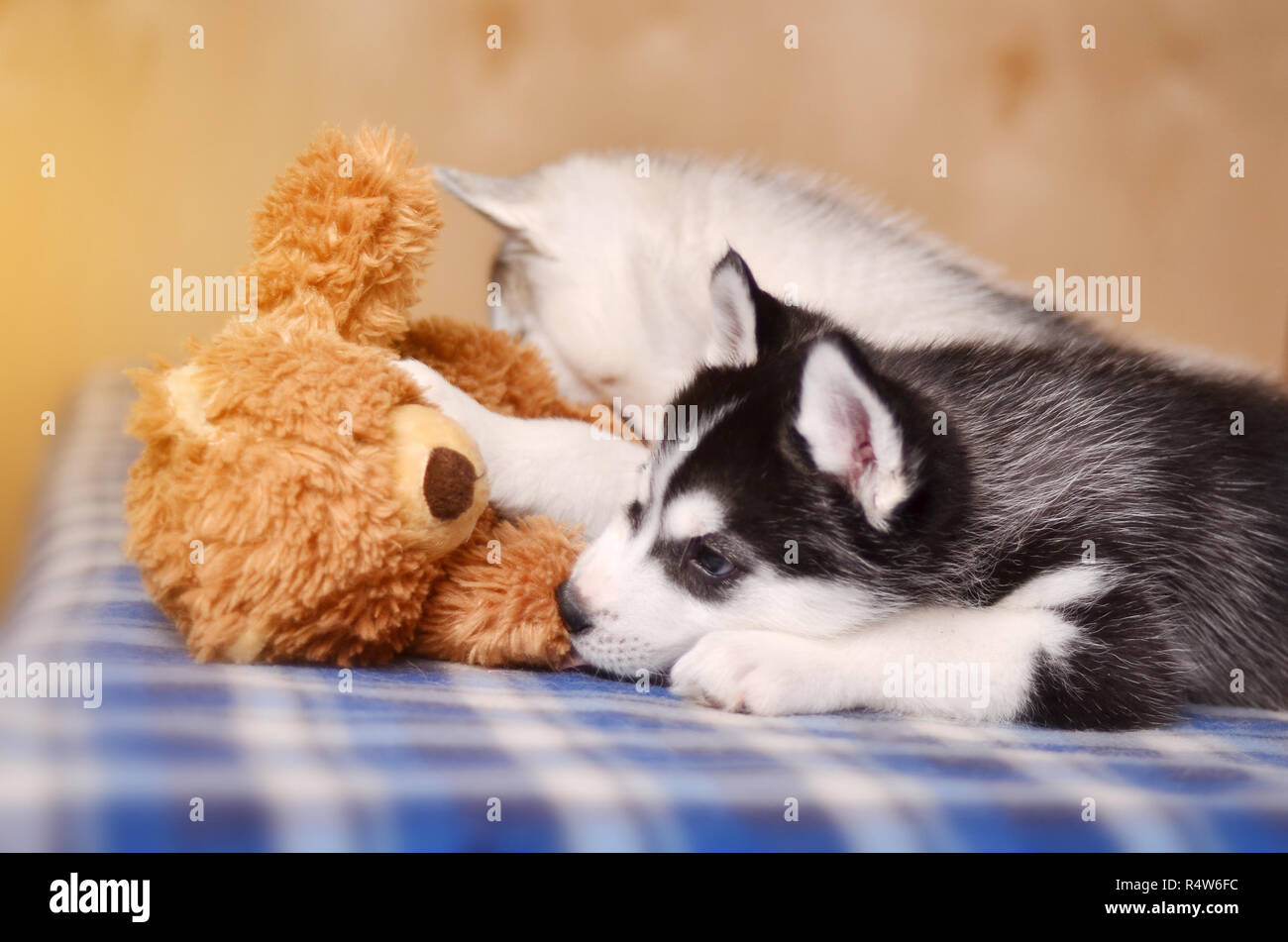 Black and white puppy husky playing with toy touching teddy bear with paw Stock Photo Alamy