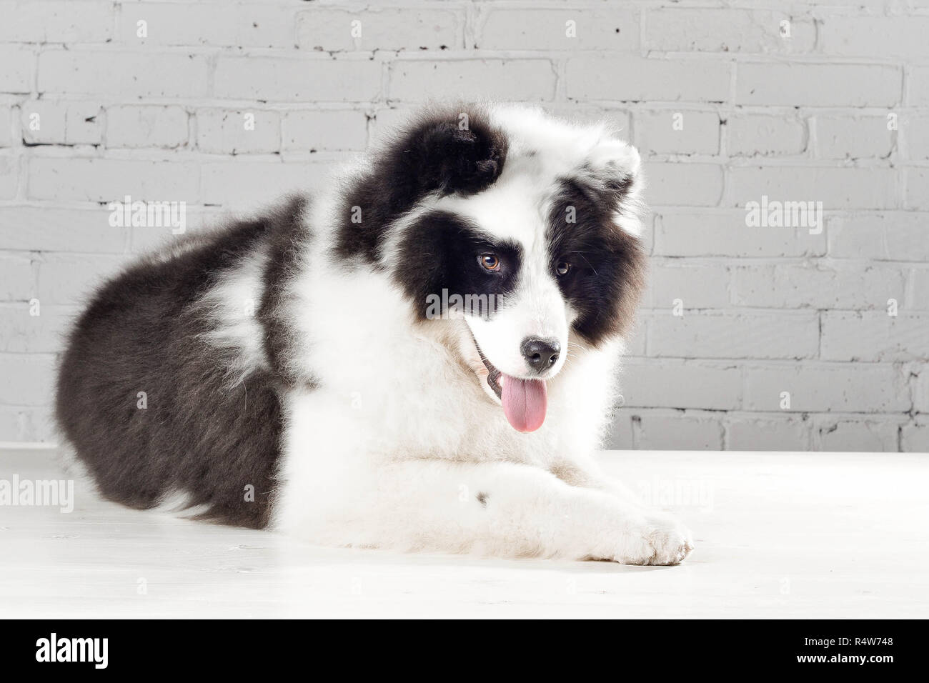 Purebred Yakutian Laika Dog Black And White Laying In Studio Stock Photo Alamy