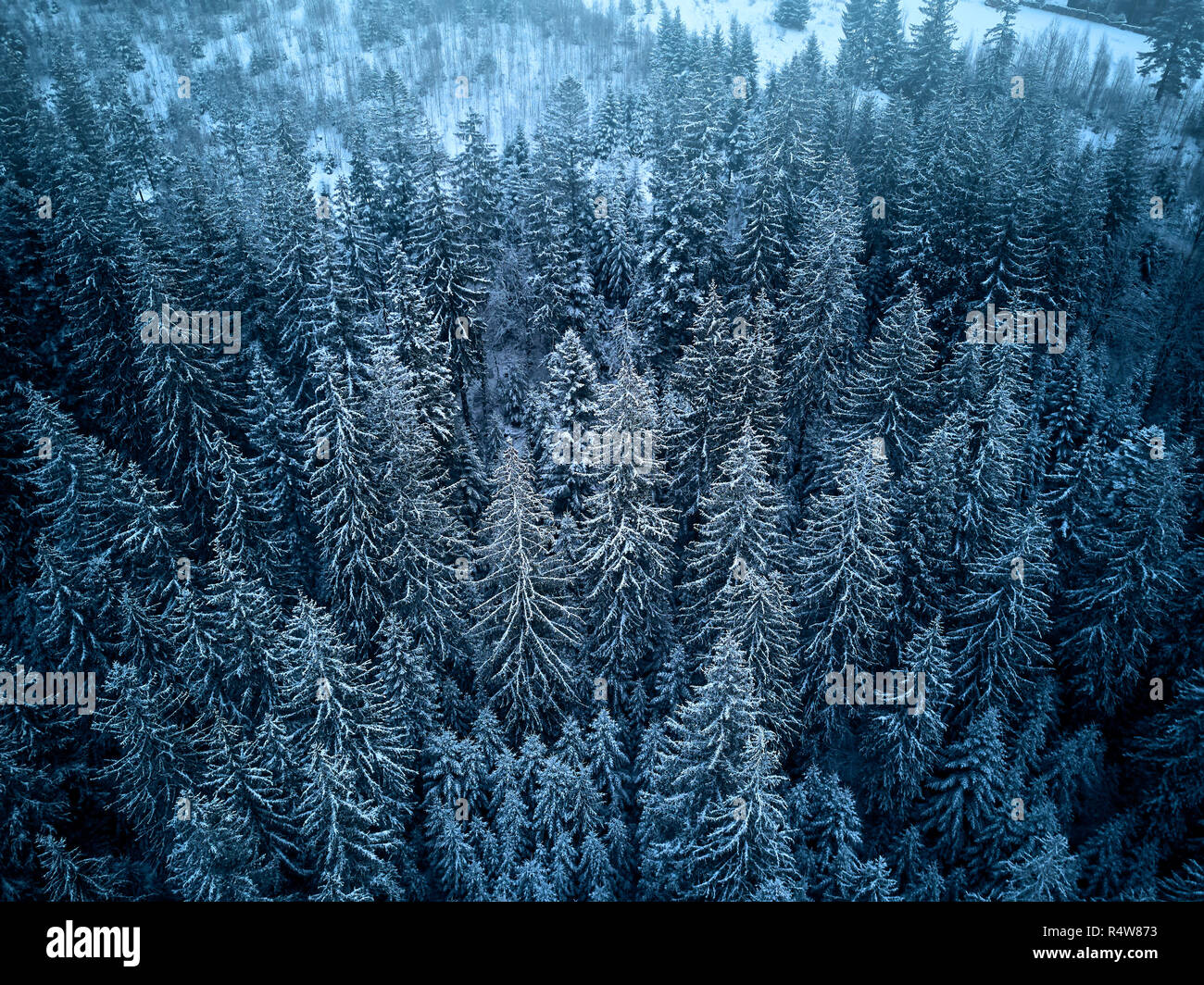 Aerial view from above of winter forest covered in snow. Pine tree and spruce forest top view. Cold snowy wilderness drone landscape photo. Moody blue color and tone. Quadcopter flies above woods Stock Photo