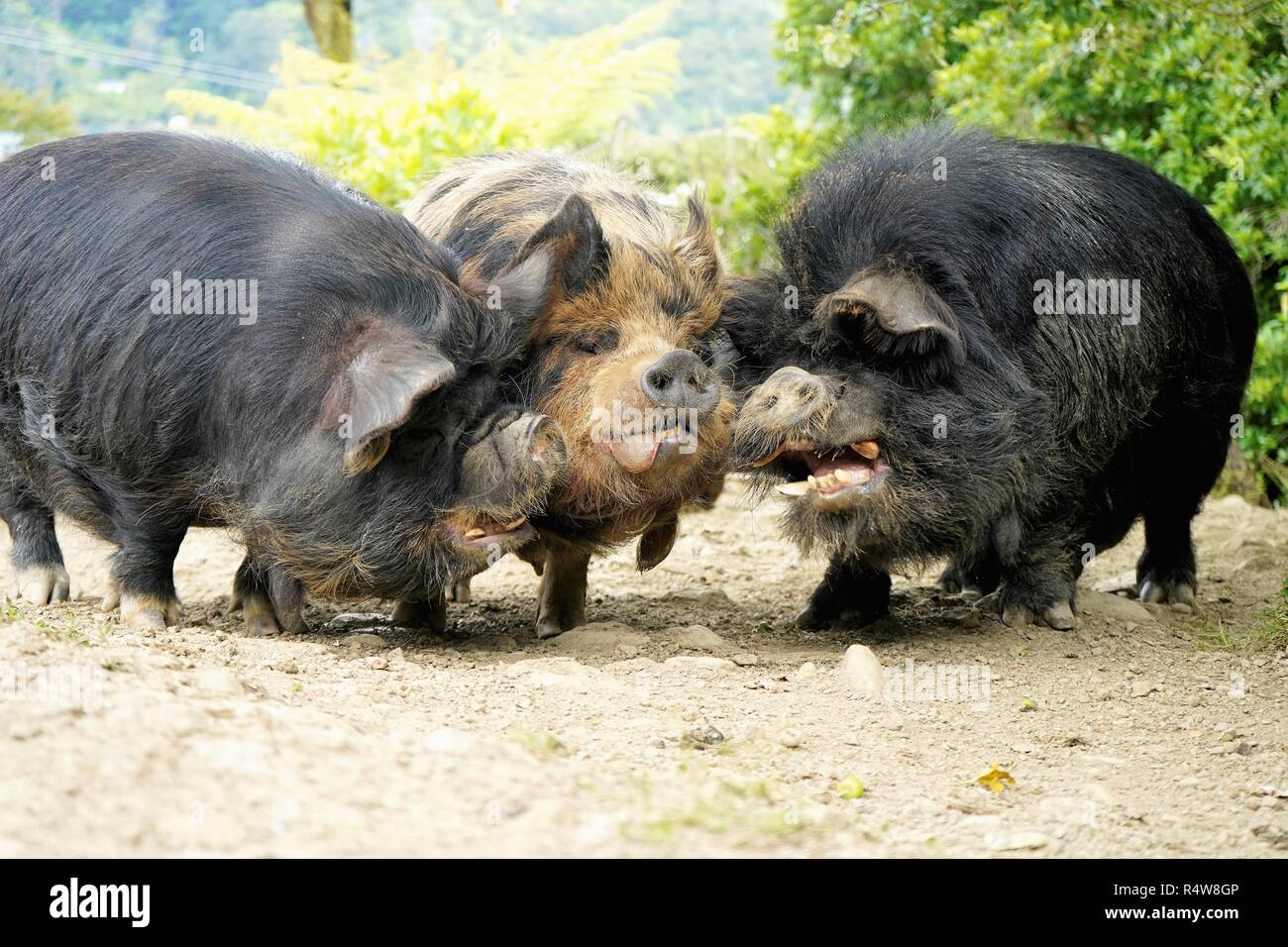 Three kune kune pigs in the farm in New Zealand South Island Stock Photo Alamy