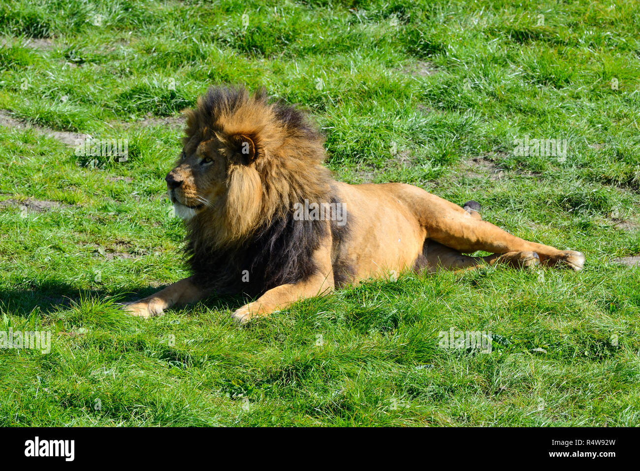Male African lion (Panthera leo), Blair Drummond Safari Park, near Stirling, Scotland, UK Stock