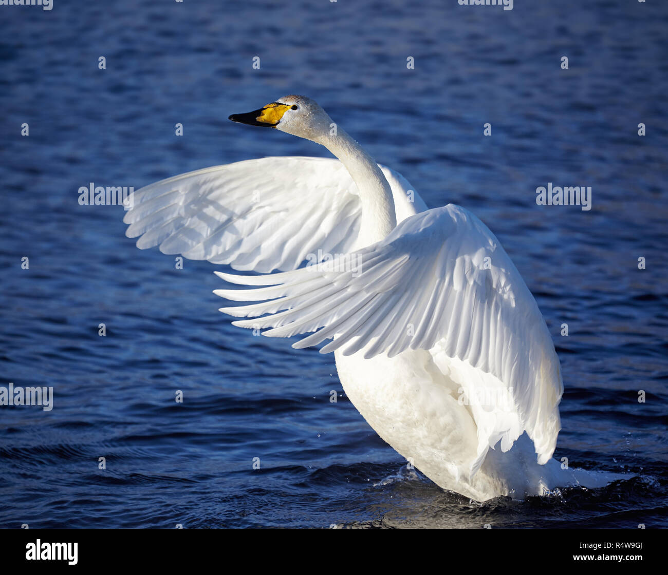 Cygnus cygnus - whooper swan flittering on Altai lake Stock Photo