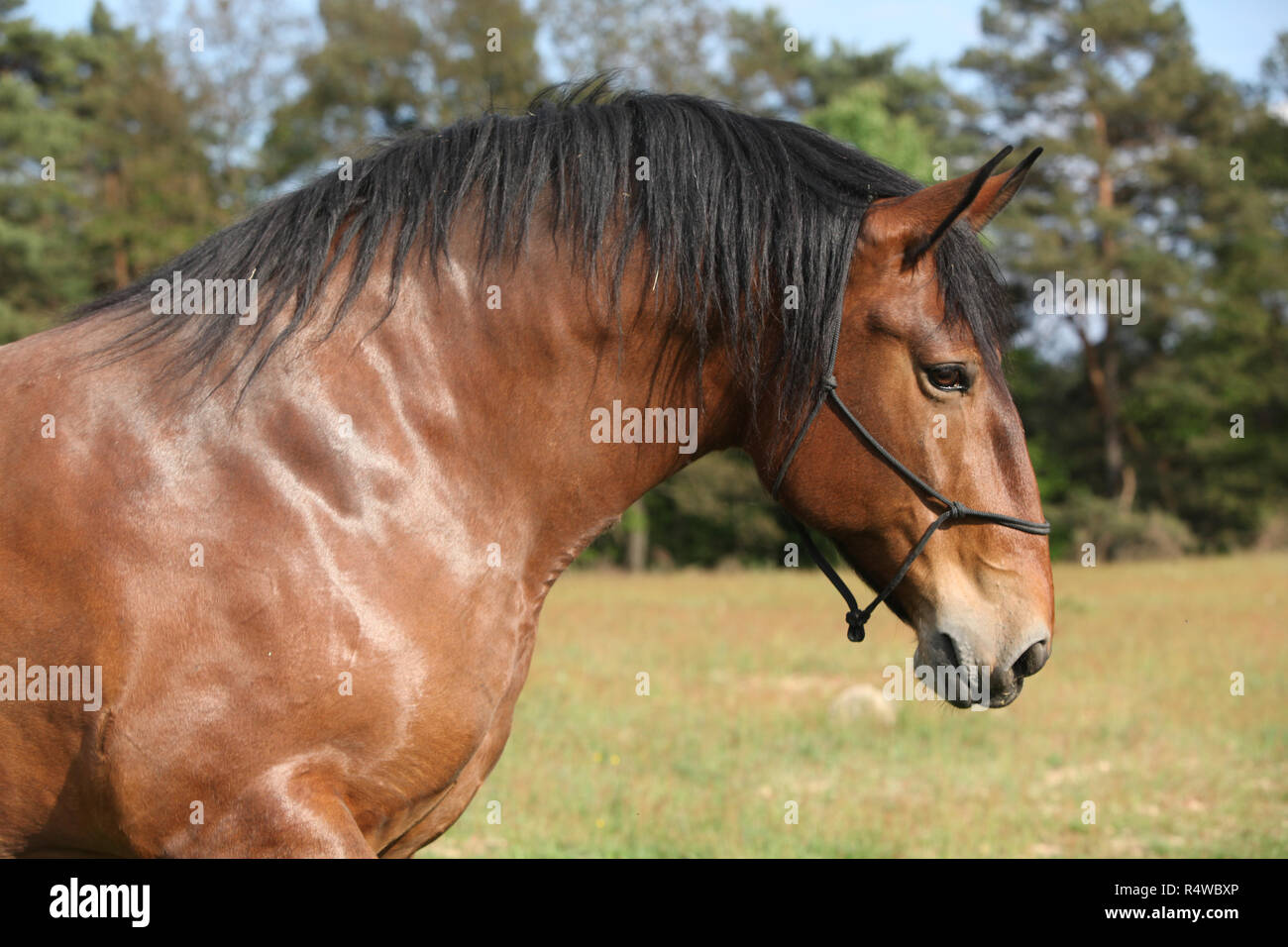 Portrait of beautiful draft horse with rope halter Stock Photo - Alamy