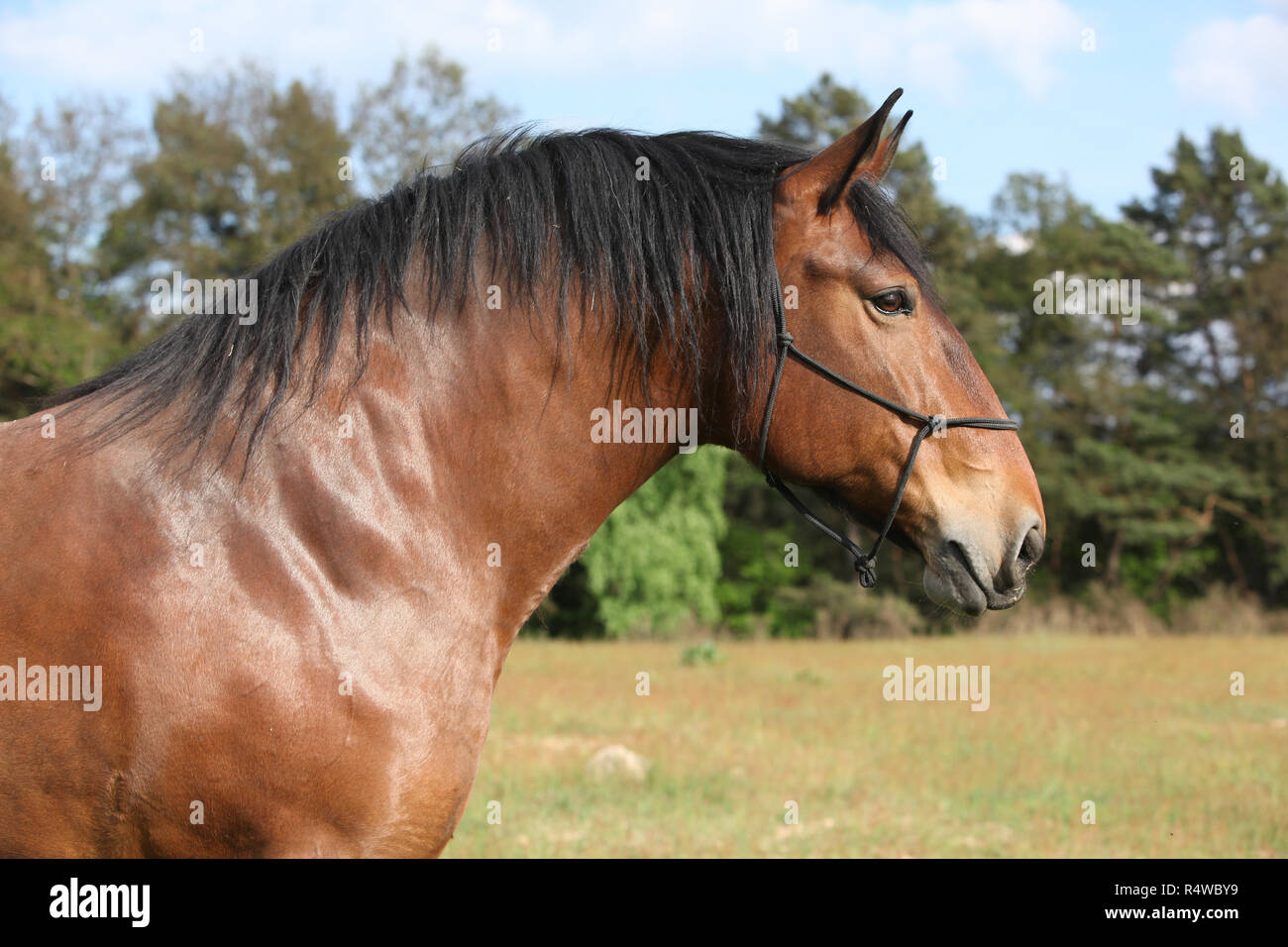 Portrait of beautiful draft horse with rope halter Stock Photo - Alamy