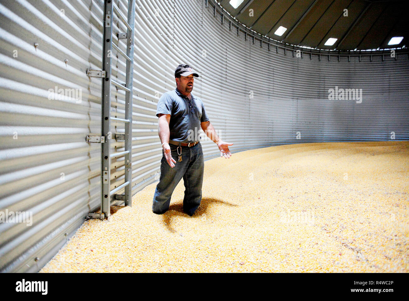 Grain elevator operator Bill Cummins inside a silo full of corn ready to be shipped out. The grain is in storage awaiting a better commodity price. Stock Photo