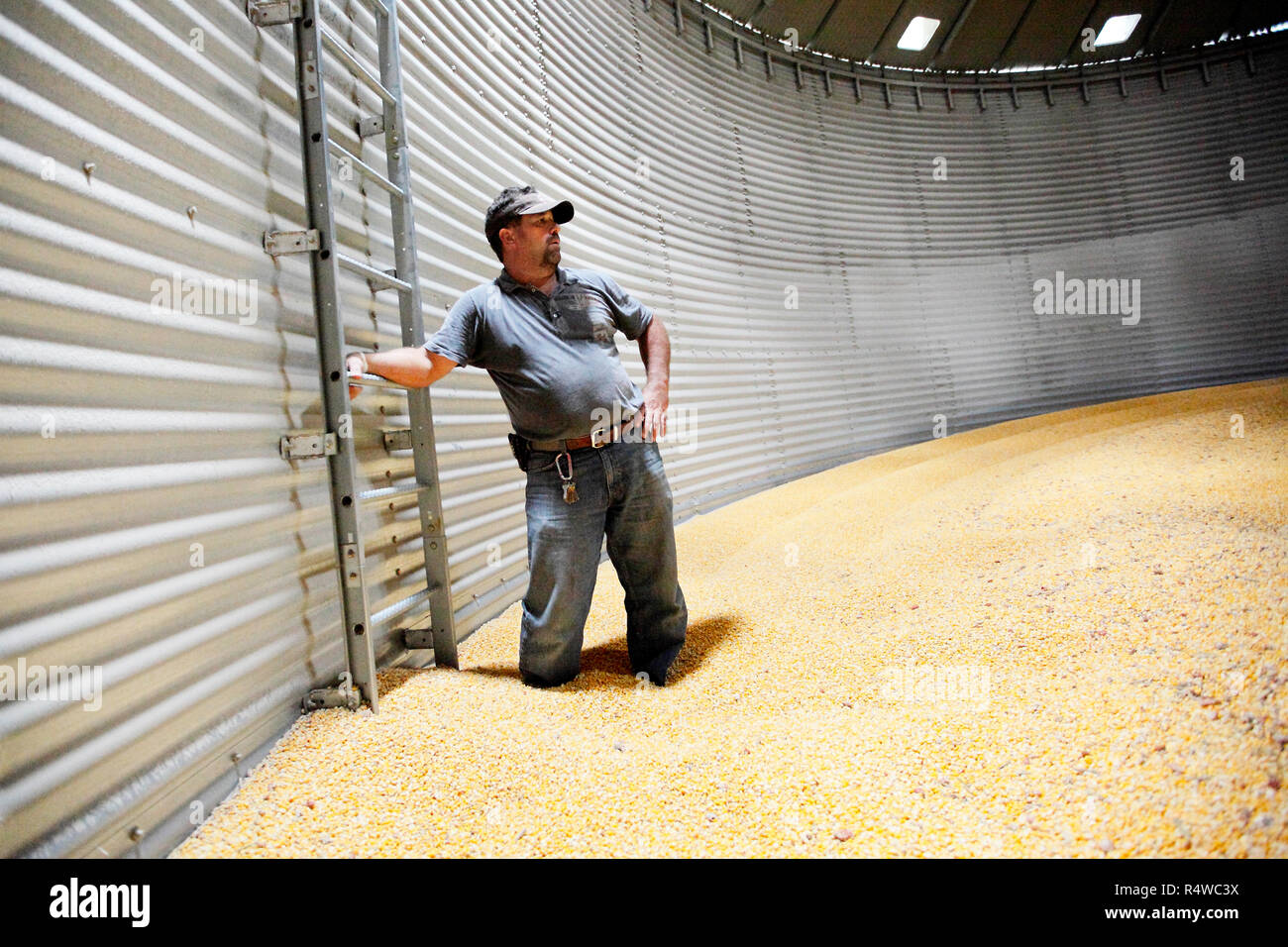 Grain elevator operator Bill Cummins inside a silo full of corn ready to be shipped out. The grain is in storage awaiting a better commodity price. Stock Photo