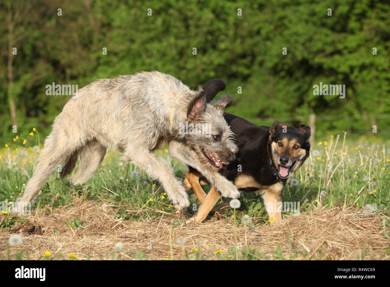 Playing with other dogs hi-res stock photography and images - Alamy