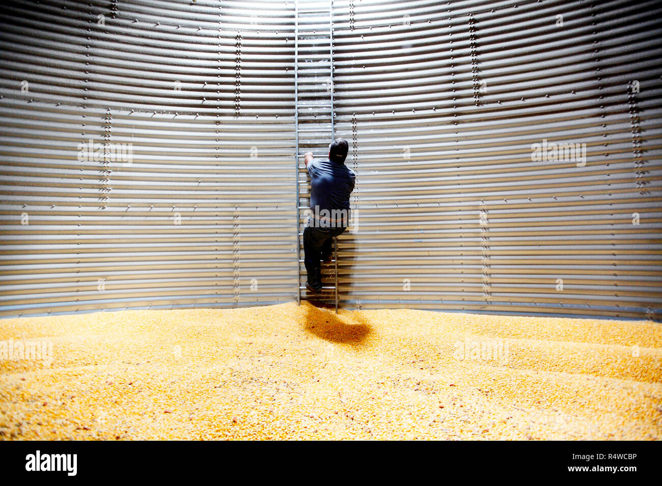 Grain elevator operator Bill Cummins inside a silo full of corn ready to be shipped out. The grain is in storage awaiting a better commodity price. Stock Photo