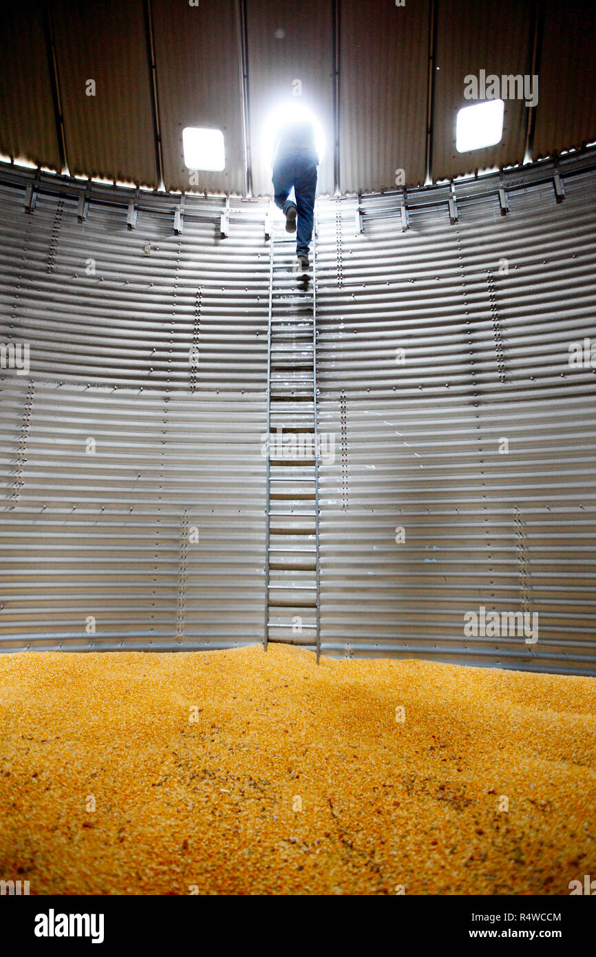 Grain elevator operator Bill Cummins inside a silo full of corn ready to be shipped out. The grain is in storage awaiting a better commodity price. Stock Photo