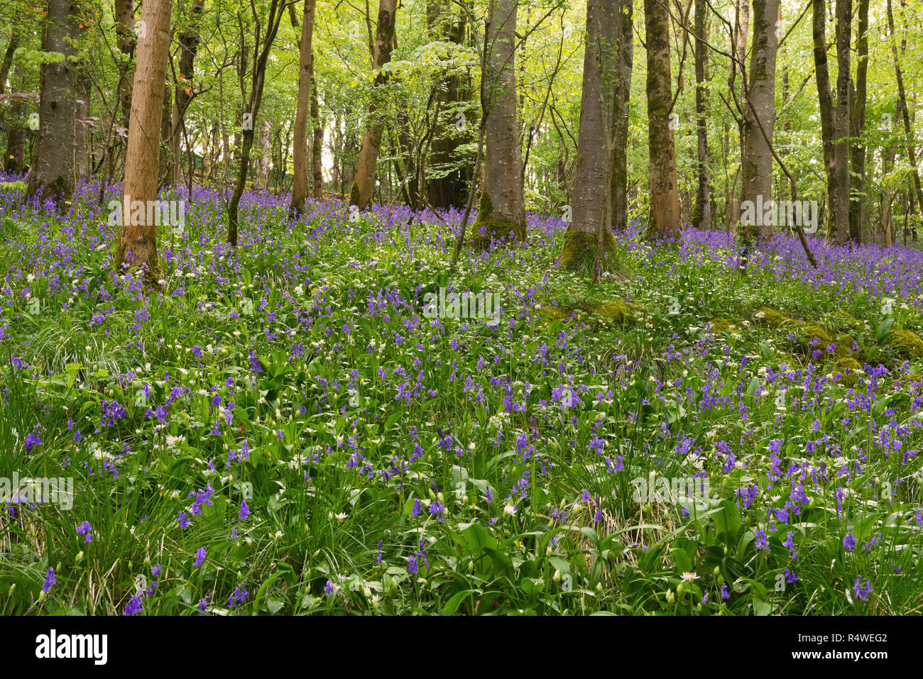 Carpets of bluebells and wild garlic along the Longwood Nature Trail ...