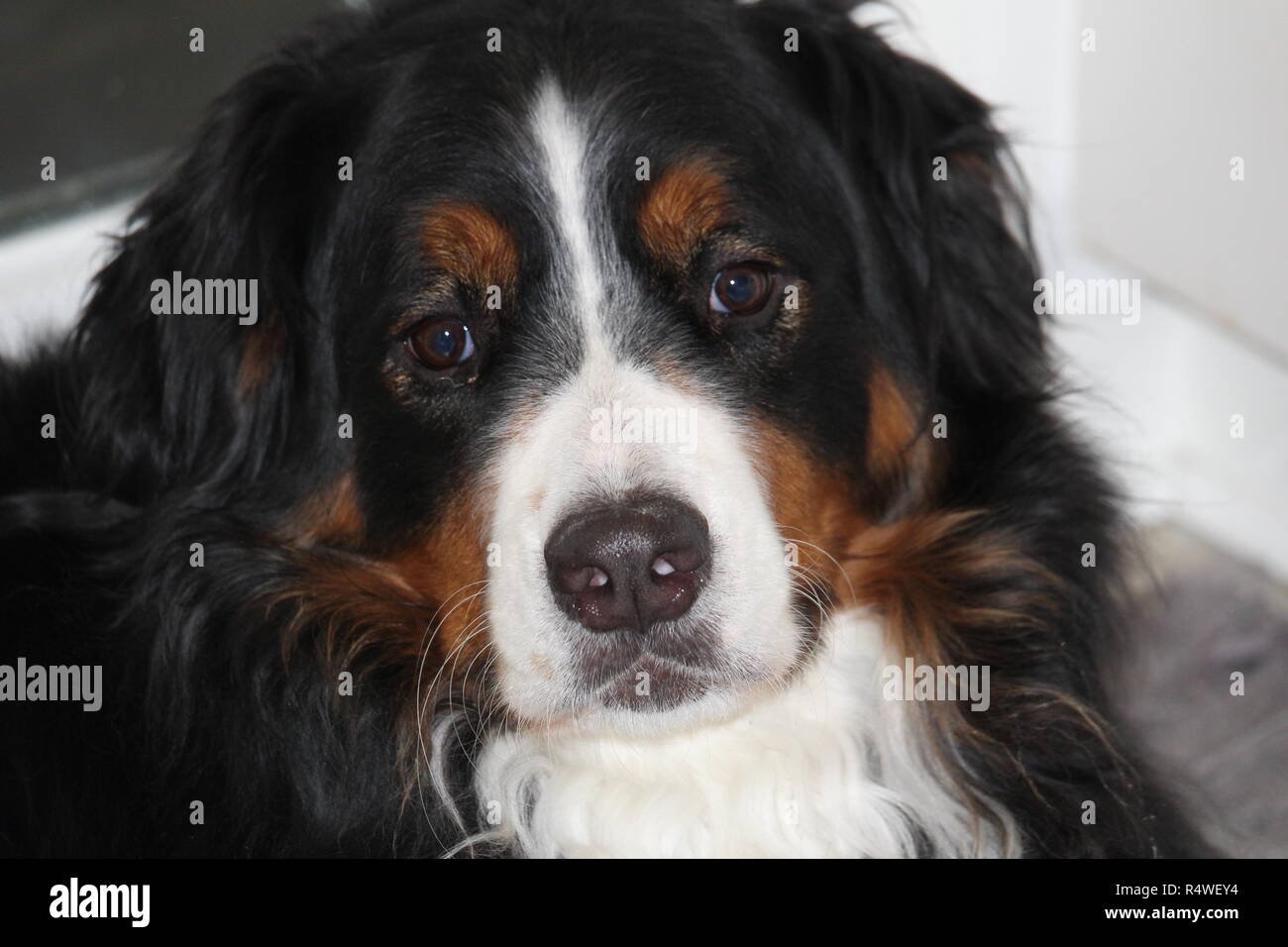 Chien Noir Et Blanc Stock Photos Chien Noir Et Blanc Stock