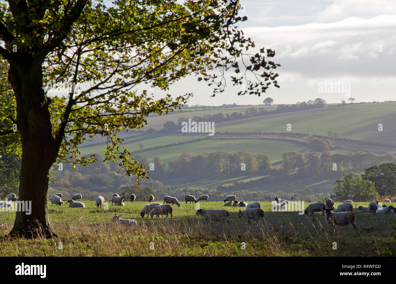 Sheep grazing on the Warter Estate, East Yorkshire Wolds Stock Photo
