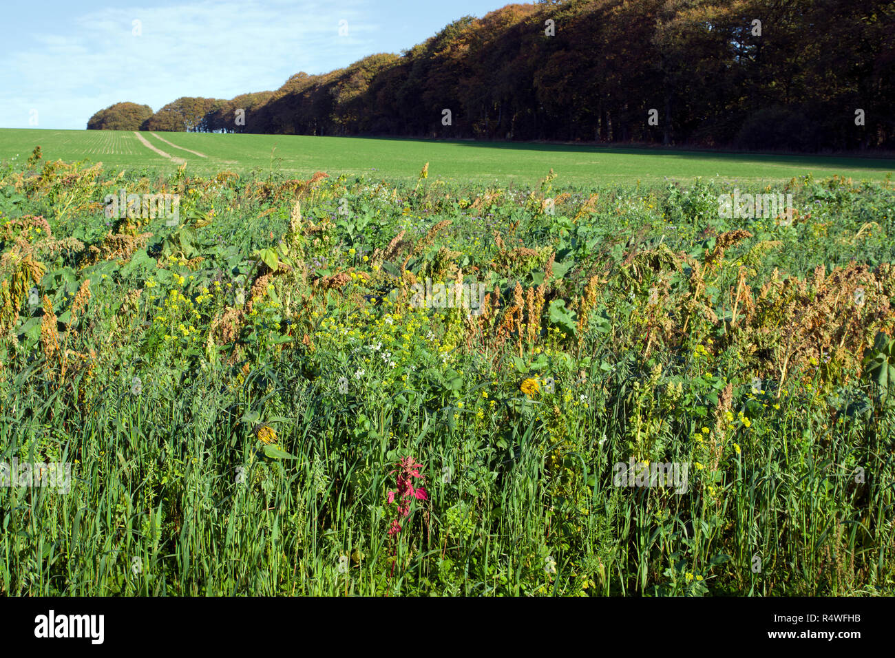 Managed set aside for the benefit of pheasants. Stock Photo