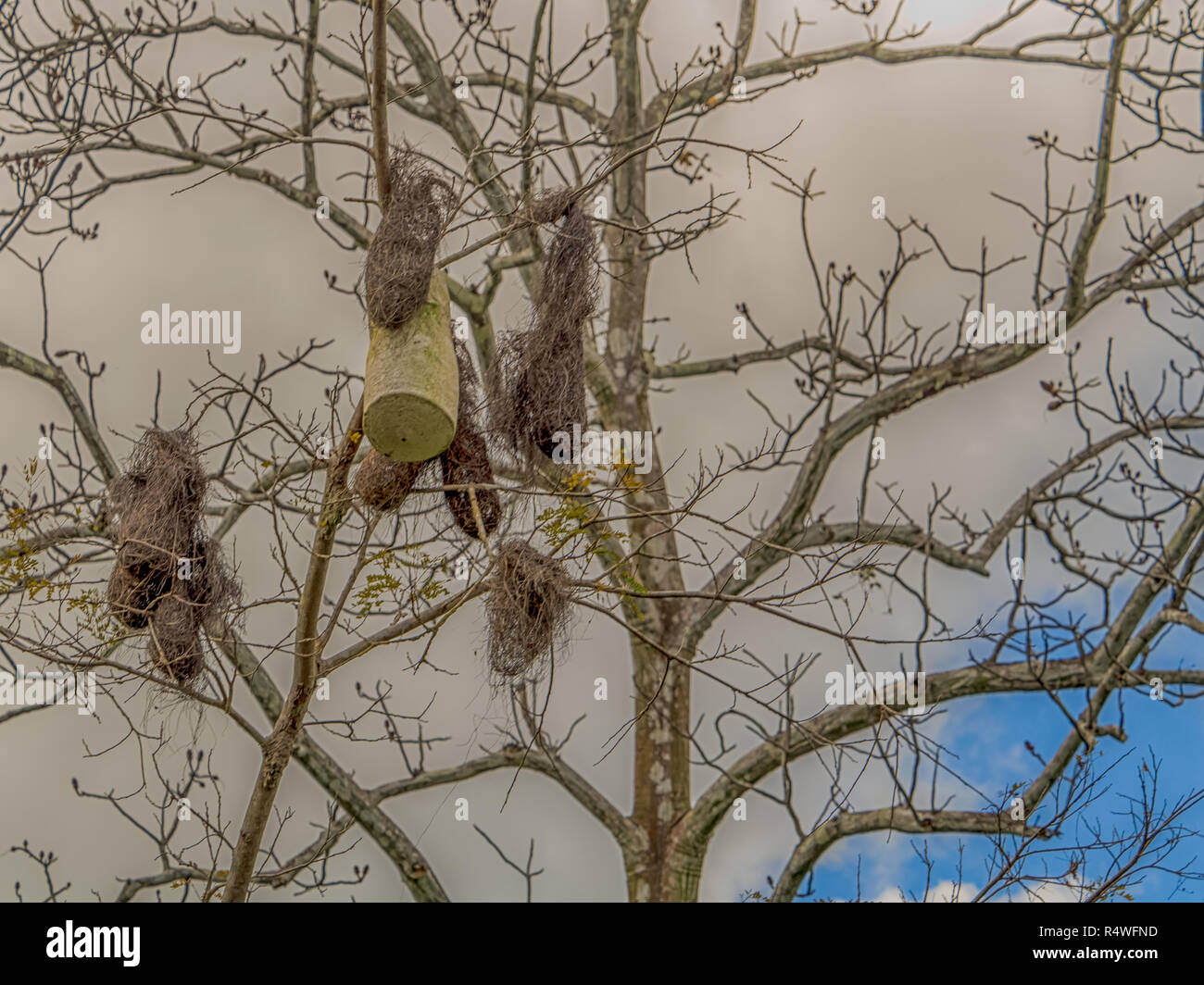 Oropendola Nests and wasp nest on the tree In Amazon jungle, Brazil