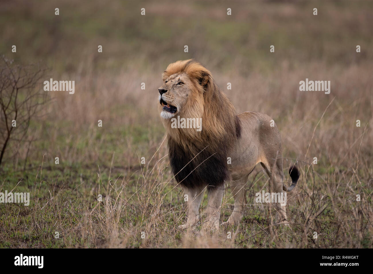 A big male lion surveying his territory in the Serengeti National Park, Tanzania Stock Photo