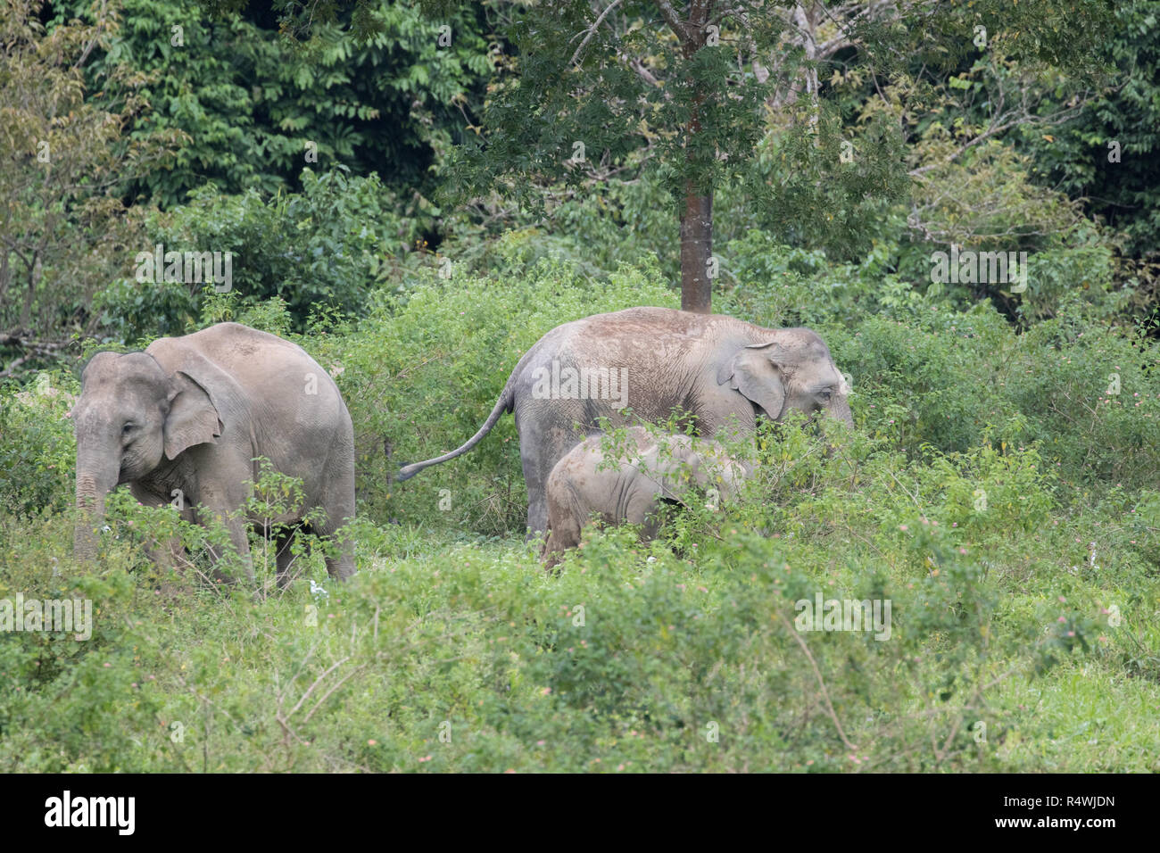 Asian elephants are the largest living land animals in Asia.Asian