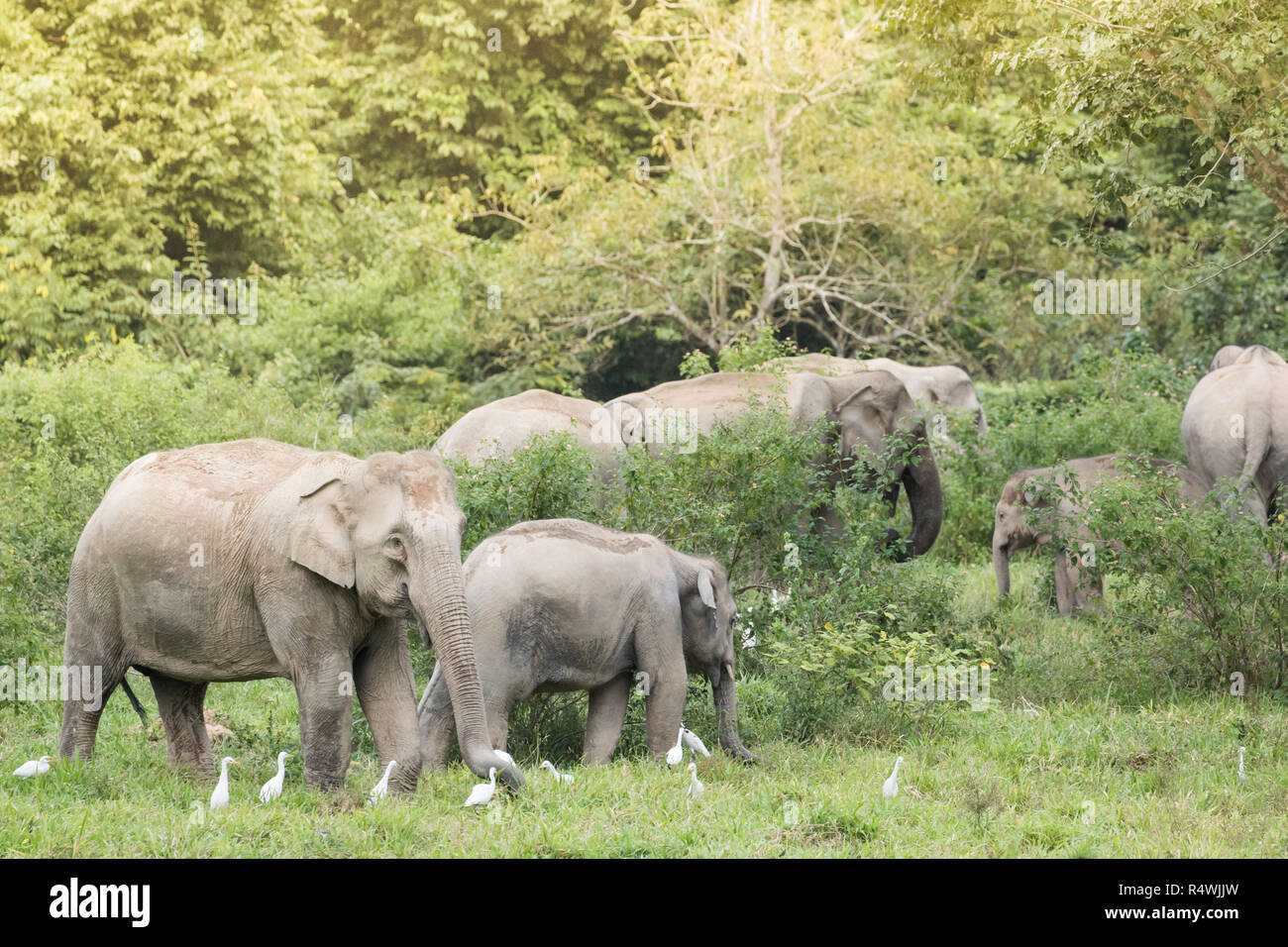 Asian elephants are the largest living land animals in Asia.Asian elephants are highly