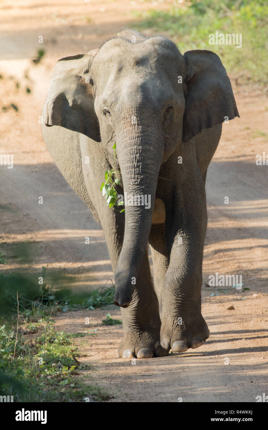 Asian elephants are the largest living land animals in Asia.Asian