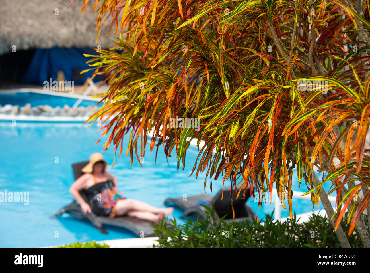 Fiery orange leaves on one of many plants in a resort garden near a pool with de-focused woman relaxing in background. Stock Photo