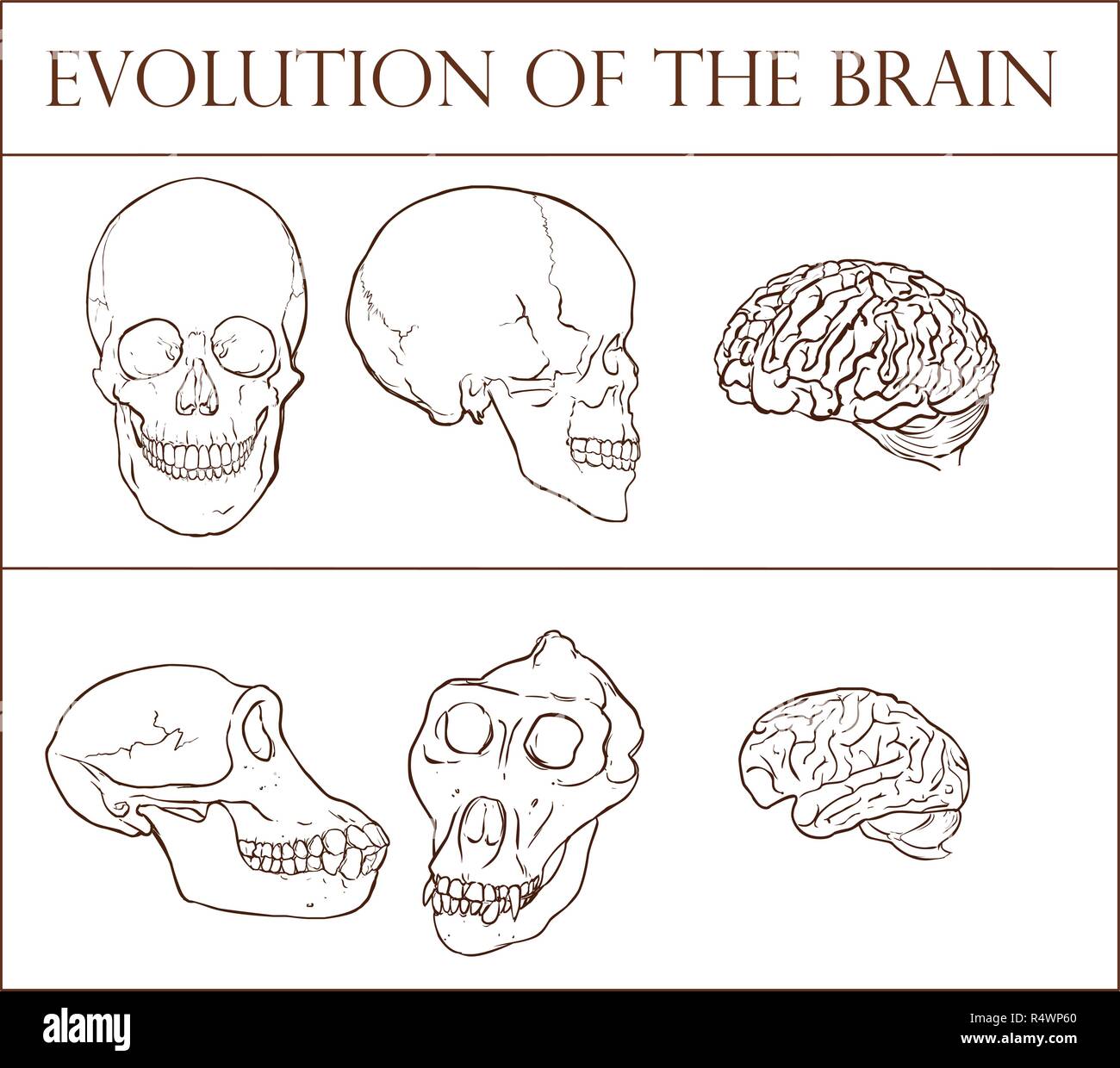 Evolution Of The Brain Vector Illustration Stock Vector Image & Art - Alamy