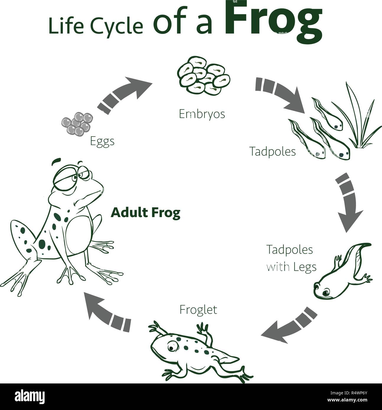 Frog Life Cycle Illustration - Download Illustration 2020