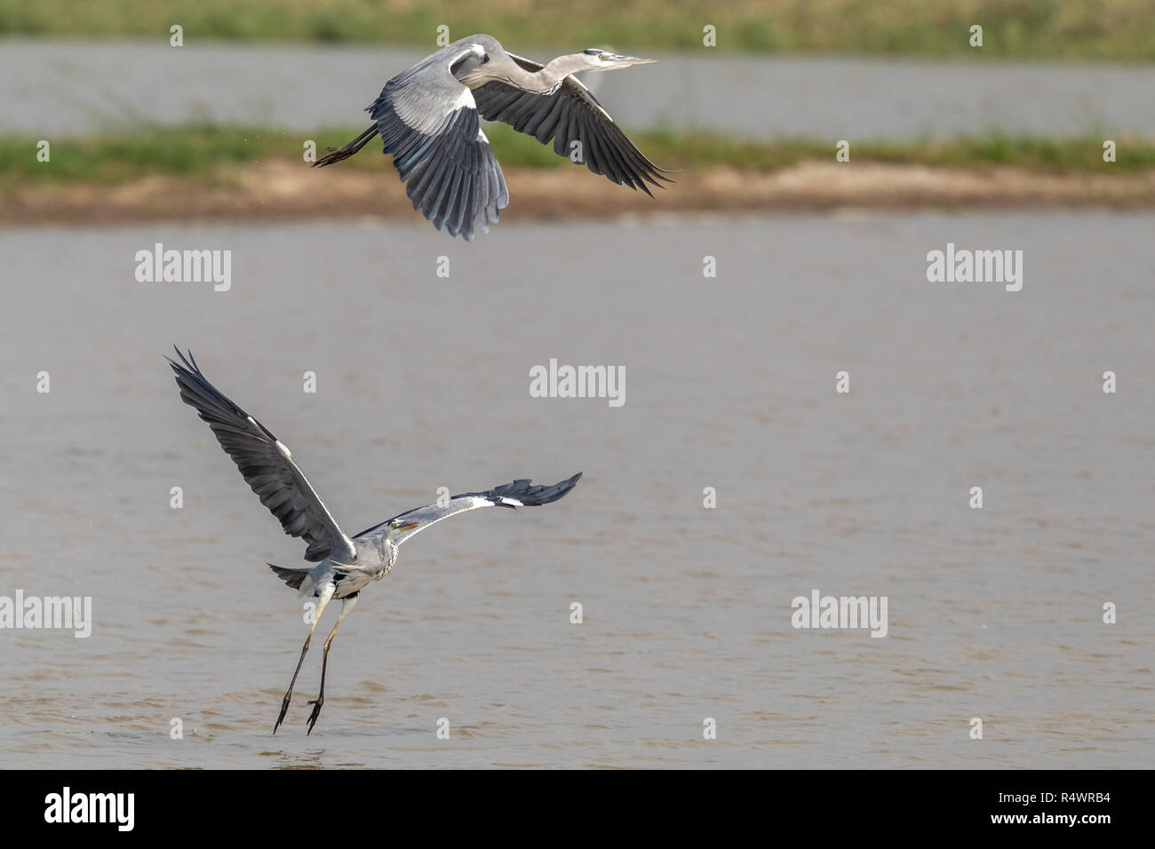 Gray Heron (Ardea cinerea) perching in pond at wetland of Hong Kong Stock Photo