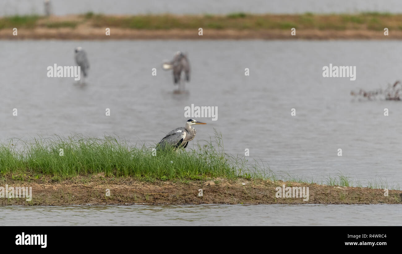 Gray Heron (Ardea cinerea) perching in pond at wetland of Hong Kong Stock Photo