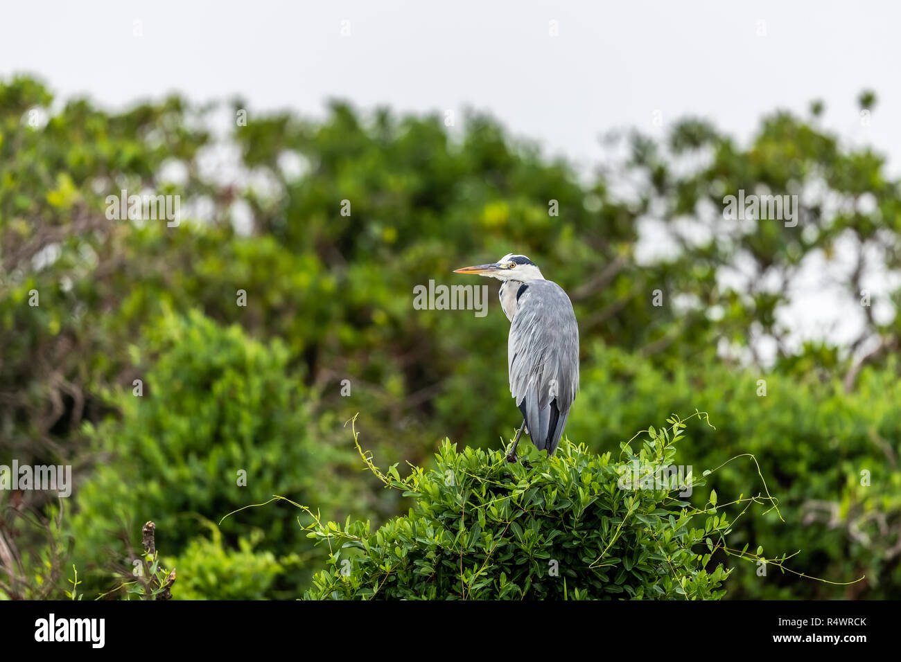 Gray Heron (Ardea cinerea) perching in pond at wetland of Hong Kong Stock Photo