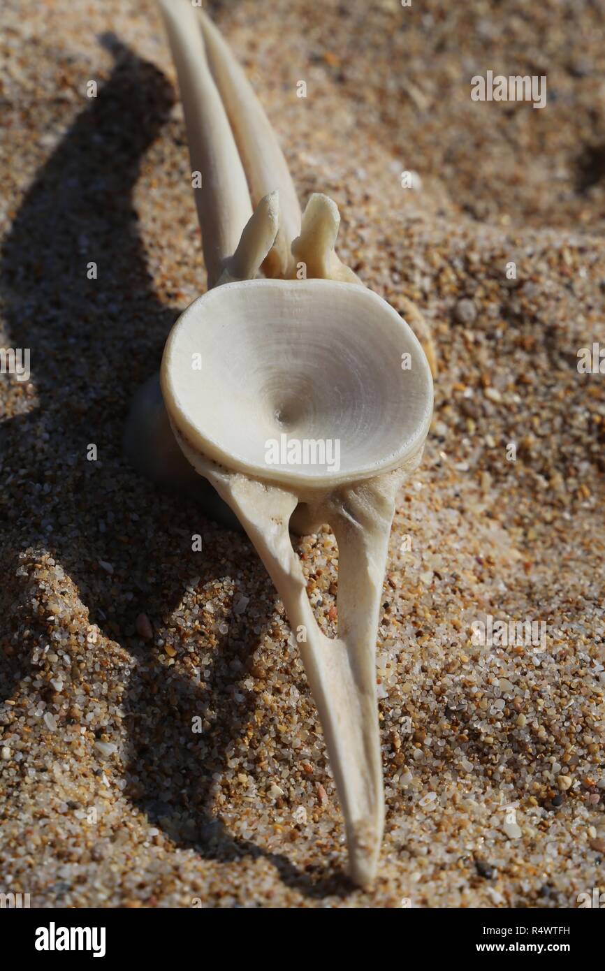 Bone For Tuna High Resolution Stock Photography and Images Alamy