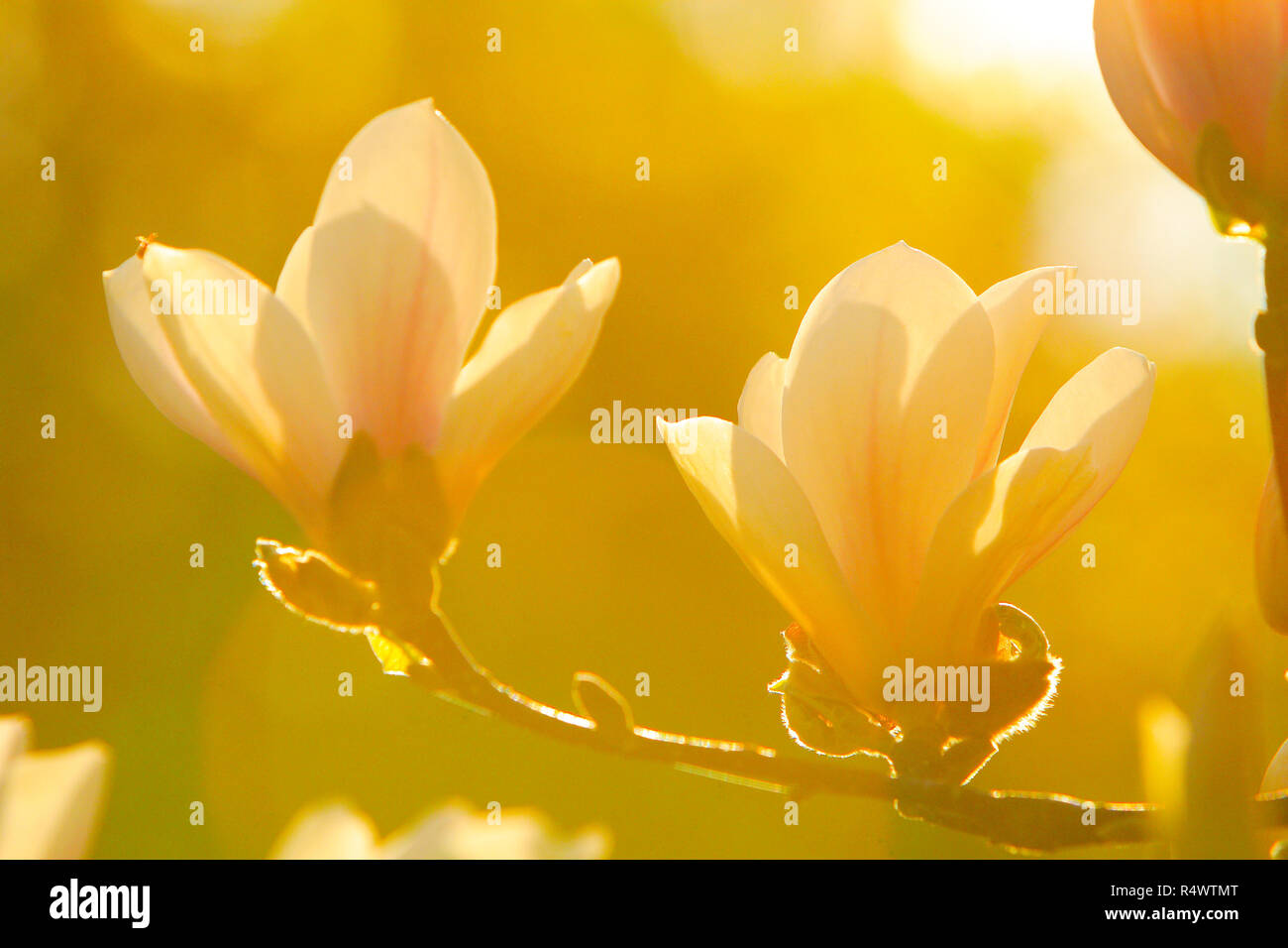 Blooming Saucer Magnolia flowers - Magnolia x soulangeana - in spring season in a botanical garden Stock Photo