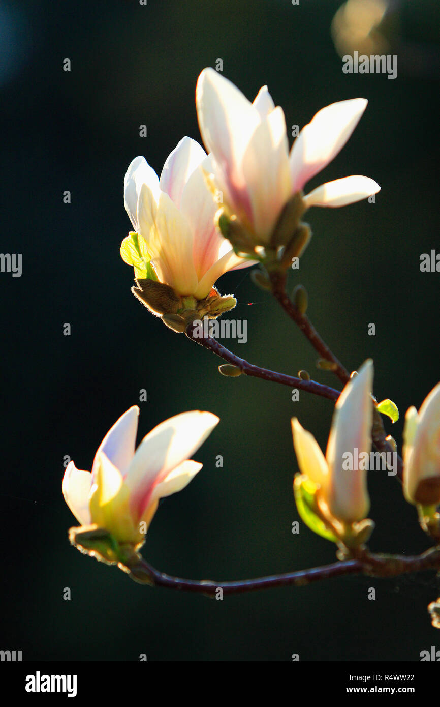 Blooming Saucer Magnolia flowers - Magnolia x soulangeana - in spring season in a botanical garden Stock Photo