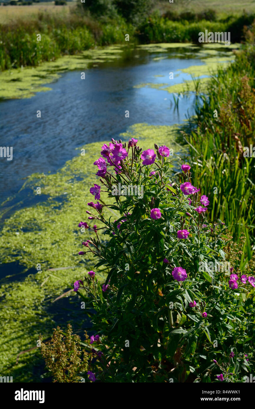 Great Willowherb (Epilobium hirsutum) grows by a river in East Sussex Stock Photo