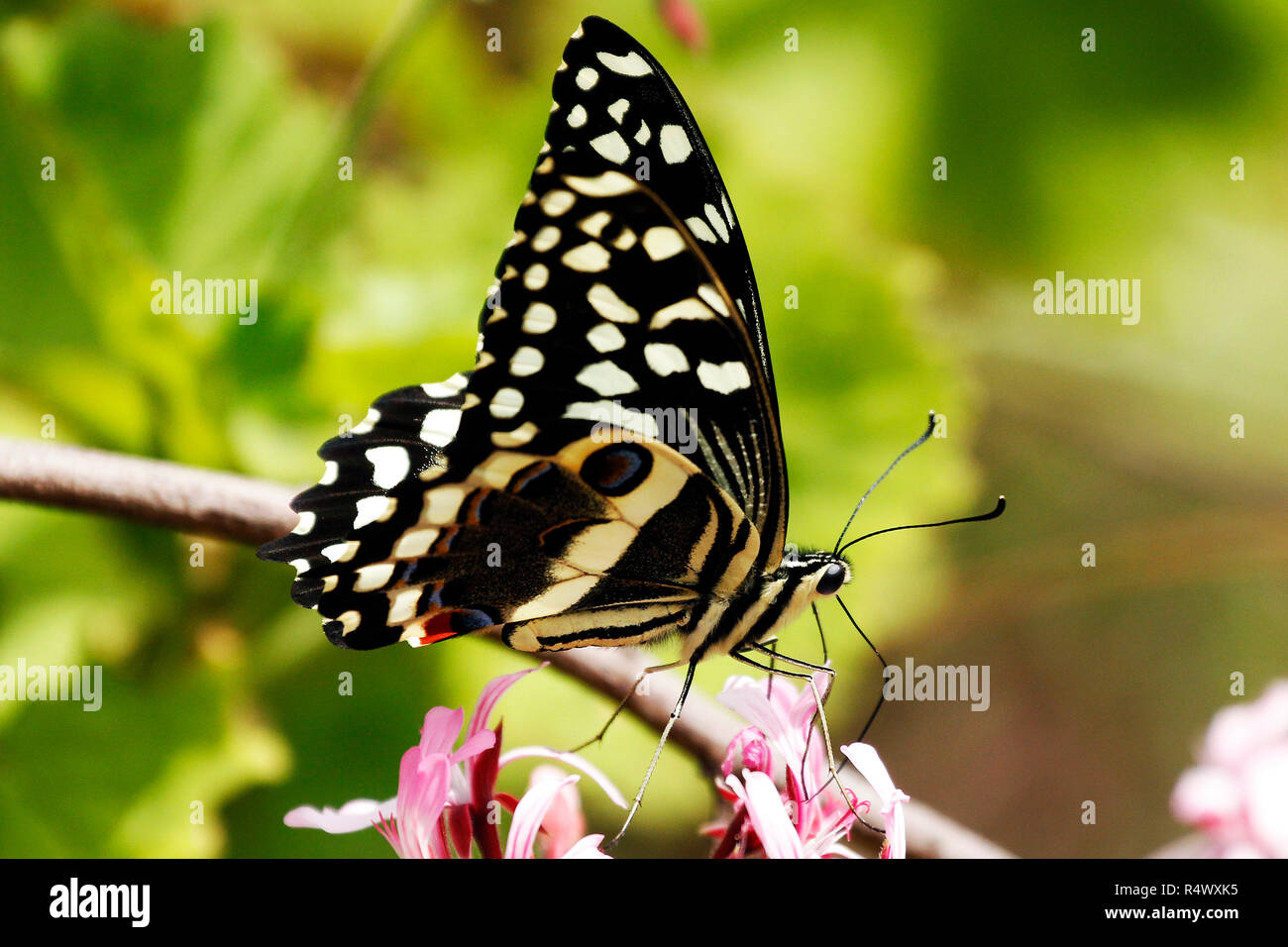 These are several different butterflies photographed in Kirstenbosch