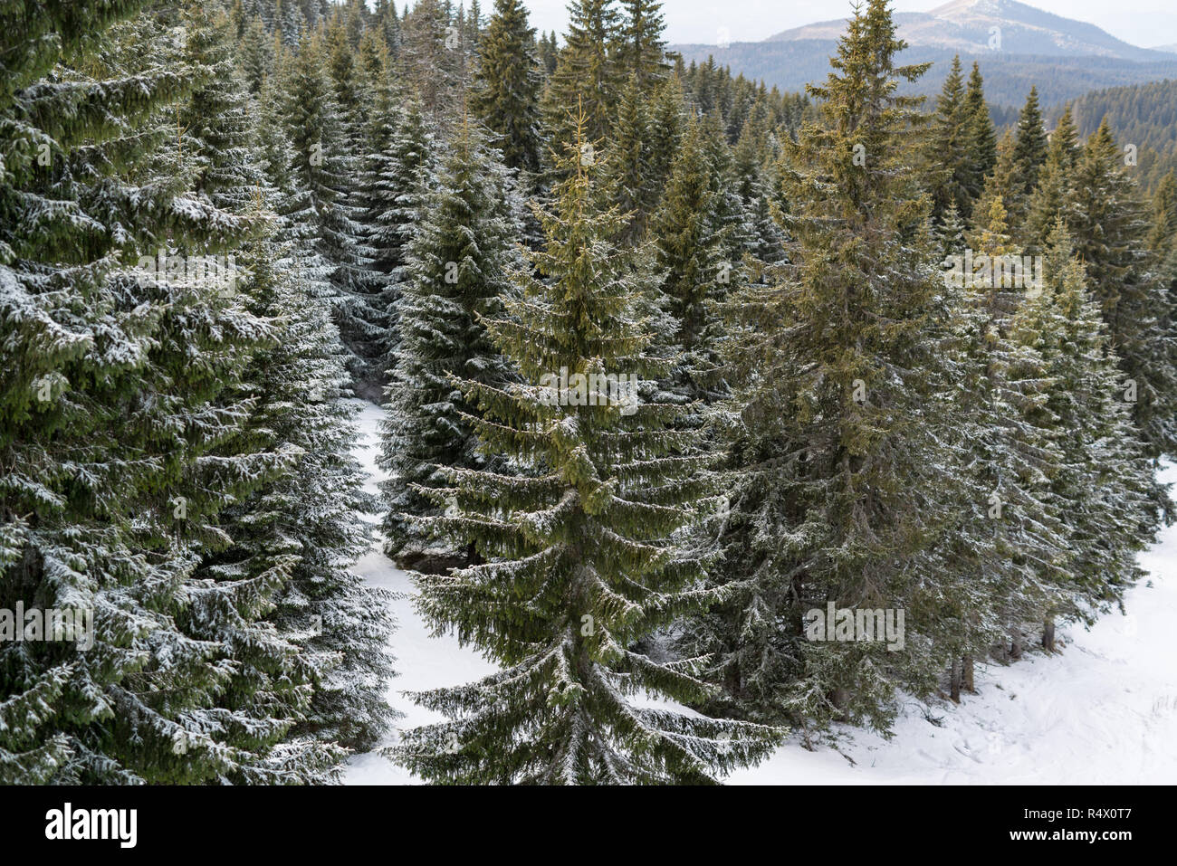 Panorama view of a pine forest at mountain covered snow Stock Photo - Alamy
