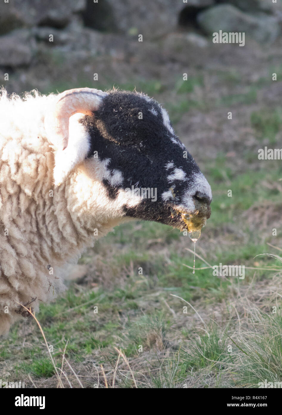 https://c8.alamy.com/comp/R4X167/nasal-bot-fly-causing-nasal-discharge-respiratory-problems-in-a-sheep-R4X167.jpg
