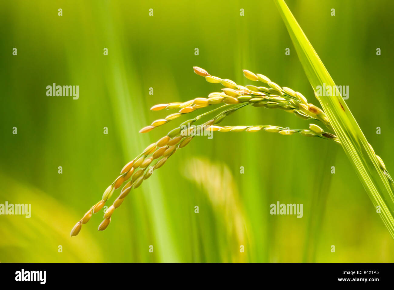 Rice farm - Rice field - Rice paddy, green rice plants Rice paddy  with beautiful background Stock Photo