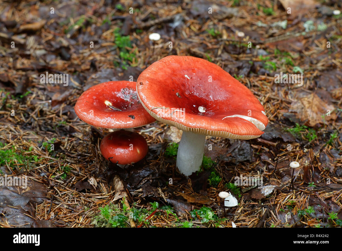 Russula paludosa, a delicious edible wild brittlegill mushroom from