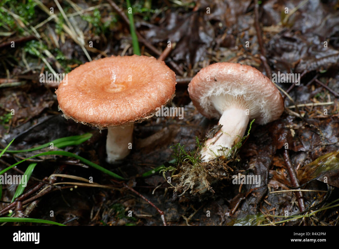 Lactarius torminosus, commonly known as the woolly milkcap or the bearded milkcap Stock Photo
