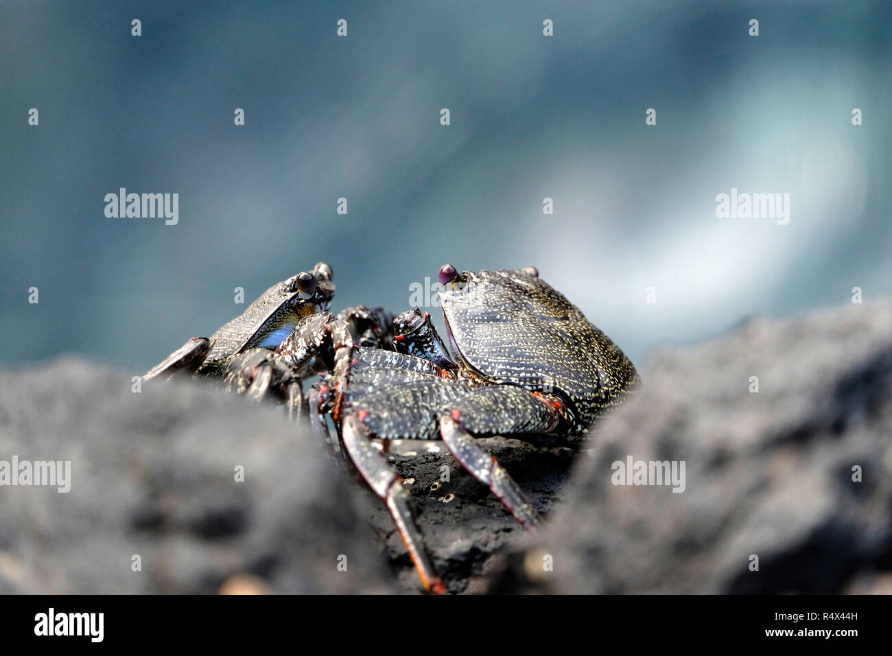Two Sally Lightfoot Crabs on the North-East Shoreline of La Palma, Canary Islands. Stock Photo