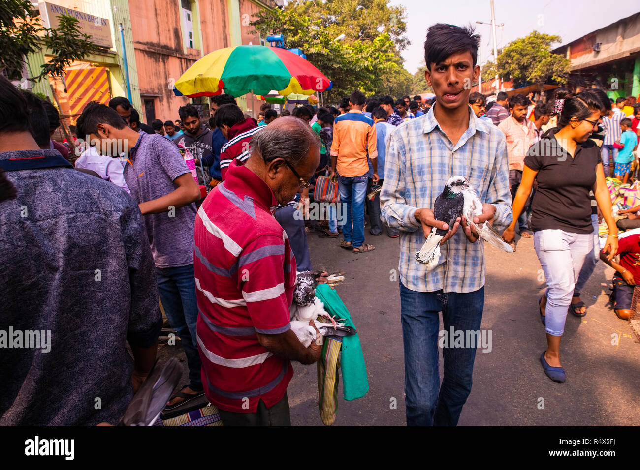 Galiff street,Bird sellers,showing,pegions,in pairs,,Birds' Market,a Sunday,market, different types ,hobbyists,assemble,Kolkata,India. Stock Photo