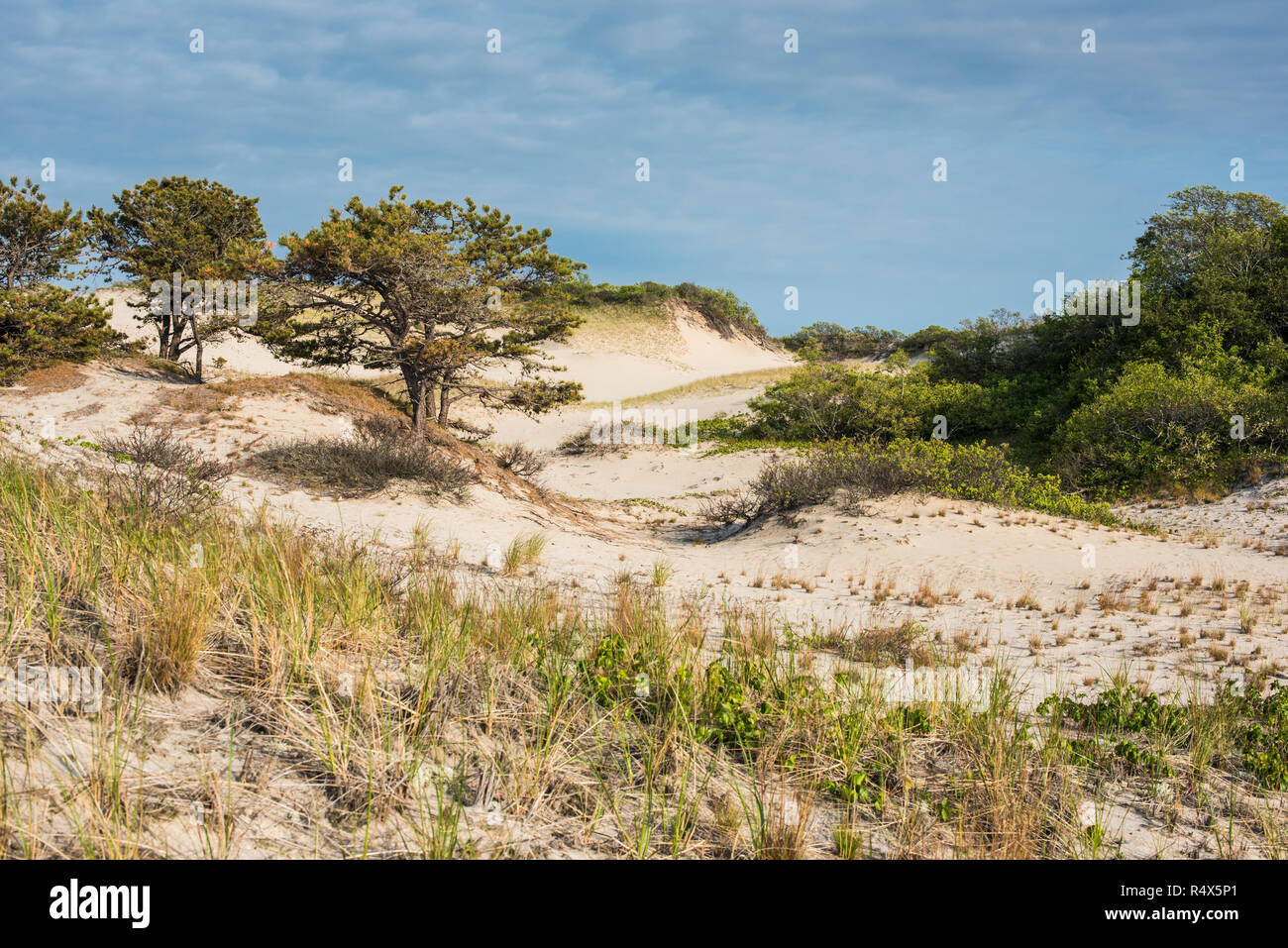 Sand Dunes , Herring Cove Beach, Provincetown, Cape Cod Stock Photo Alamy