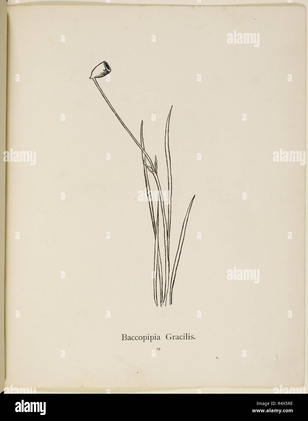 Fictional plant: 'Baccopipia Gracilis'  Illustration from Nonsense Botany by Edward Lear, published in 1889. . Nonsense Botany, and Nonsense Alphabets, Fifth edition. Frederick Warne & Co.: London & New York, 1889. Source: Cup.400.a.42 19. Language: English. Stock Photo