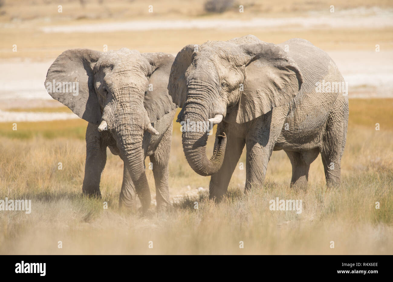 Elephants With white dust in Etosha national park Stock Photo