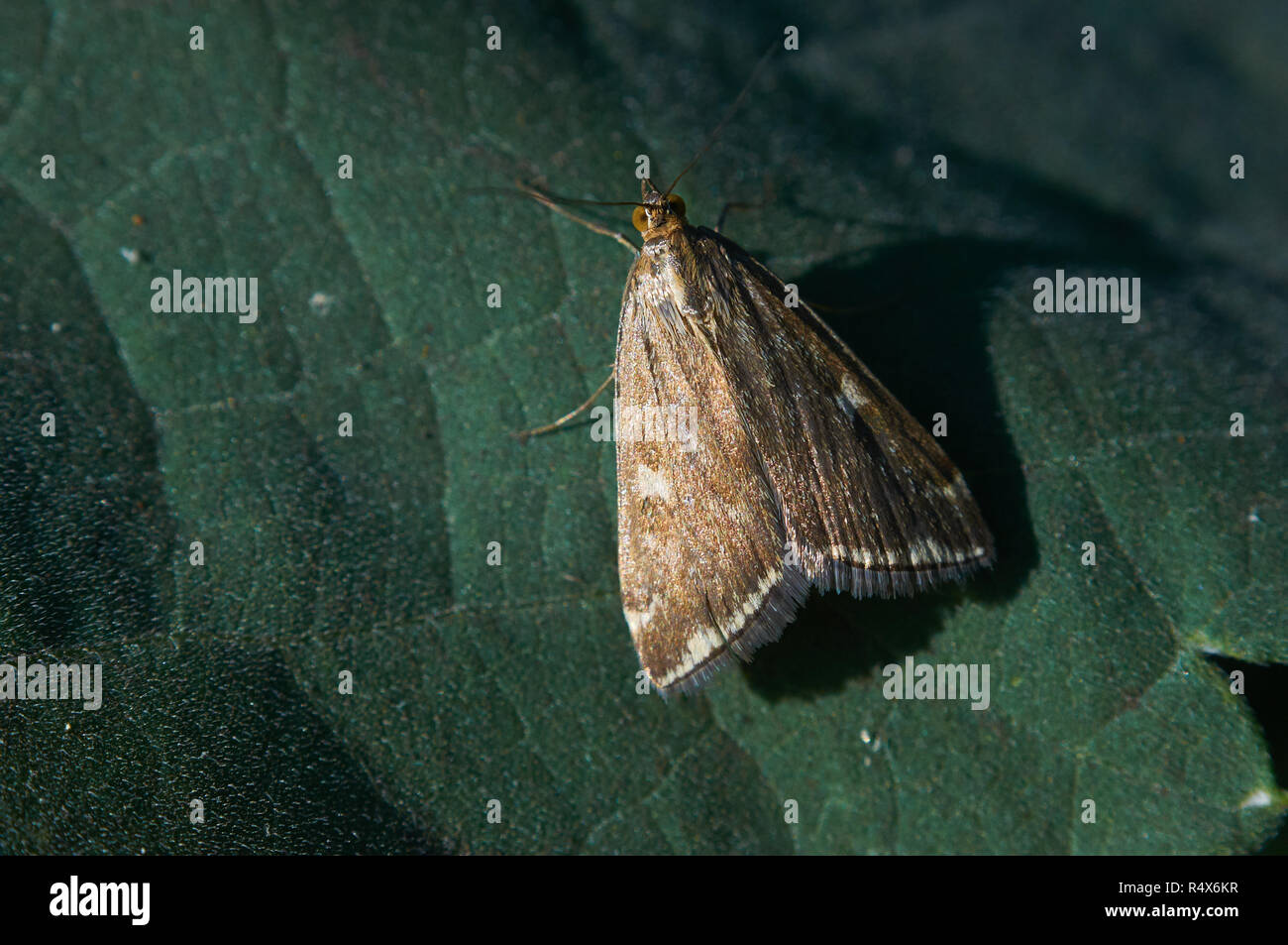 Moth (loxostege sticticalis) sits on a green leaf (macro). Stock Photo