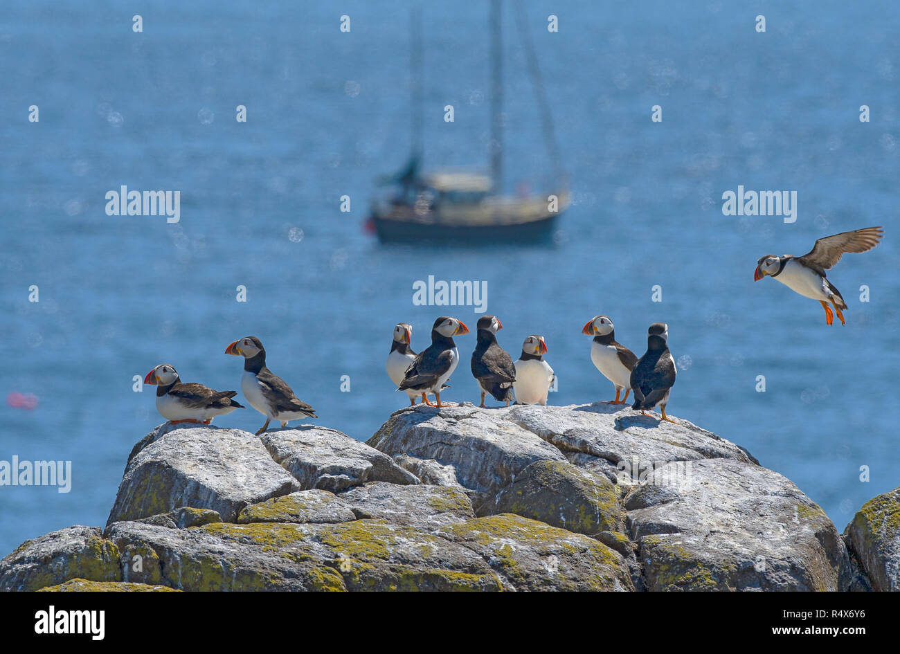 Atlantic puffins in Isle of May Nature Reserve, UK Stock Photo