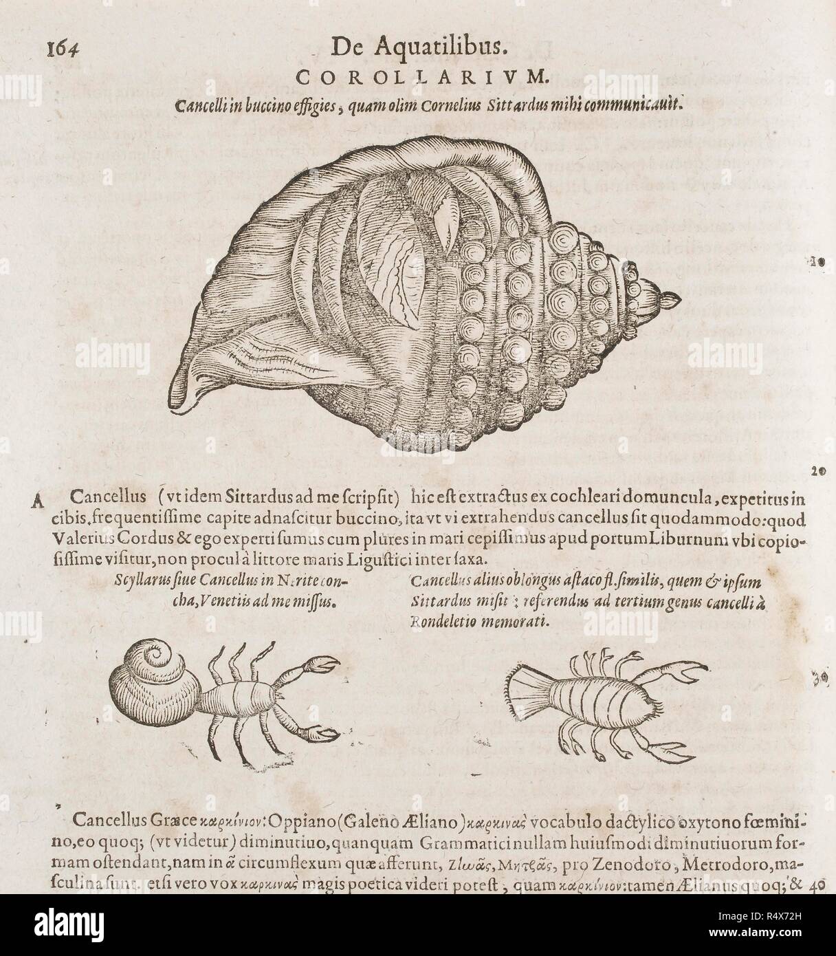Shell and crabs. C. Gesneri ... historiÃ¦ insectorum libellus. Shell and crabs. Image taken from: C. Gesneri ... historiÃ¦ insectorum libellus, qui est de scorpione. Per C. Wolphium ... collectus, etc. . Source: 460.c.6, p.164. Stock Photo