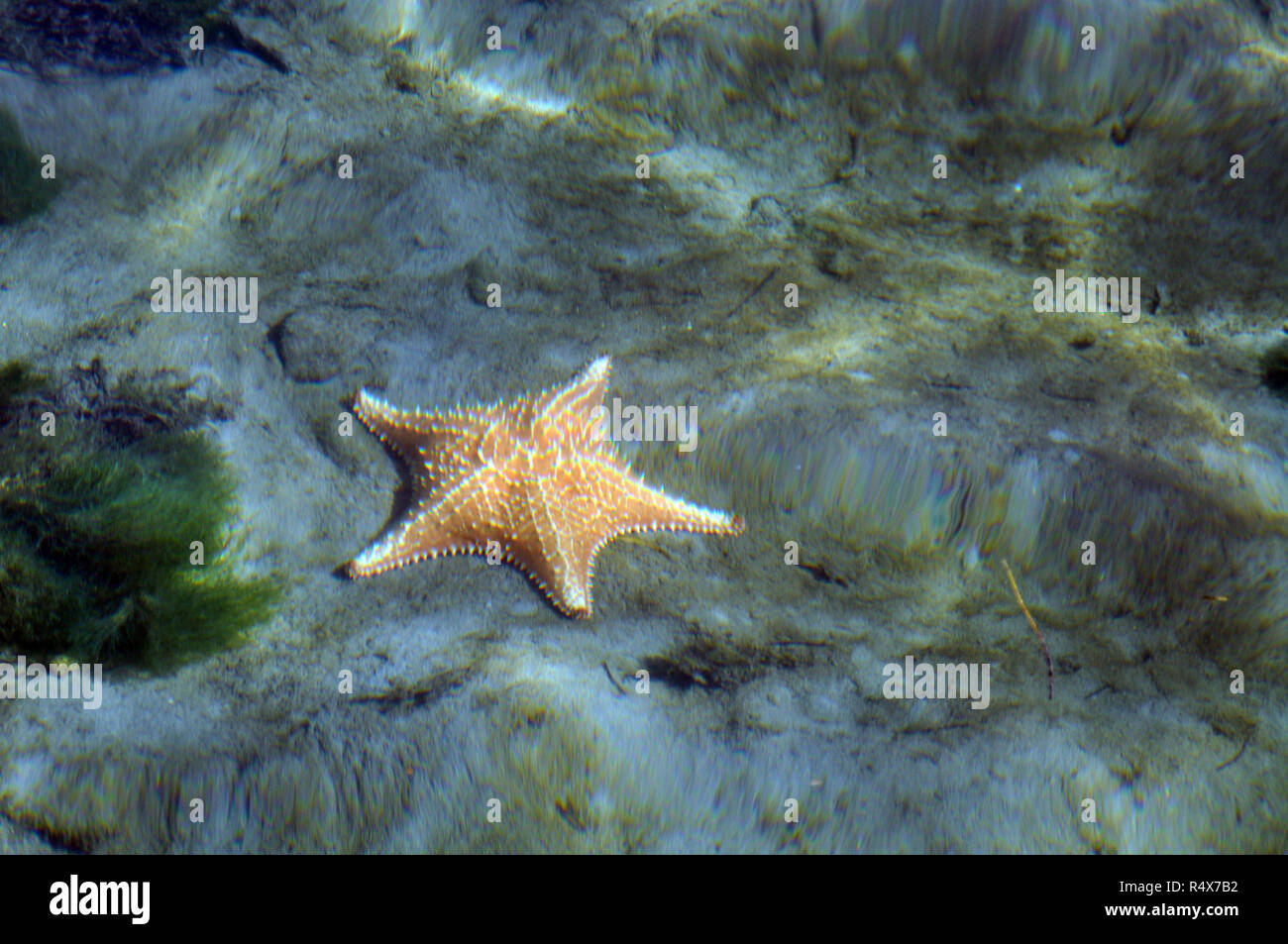 A Starfish on the Ocean Floor Stock Photo