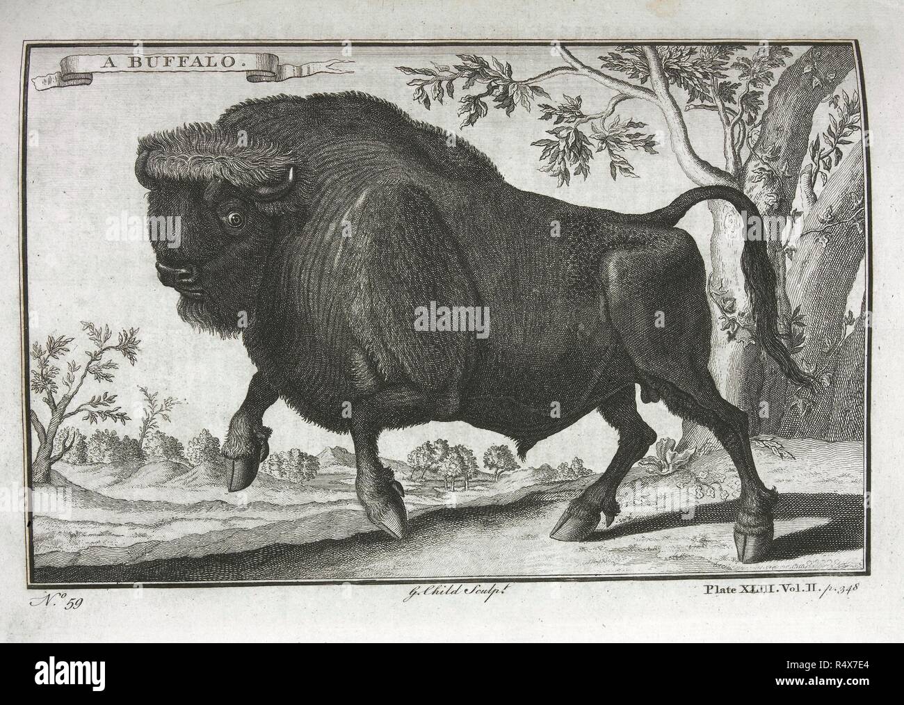 A buffalo. A New General Collection of Voyages and Travels .. London :  Thomas Astley, 1745-47. Source: 2354.h.8.(2), plate 43. Language: English  Stock Photo - Alamy