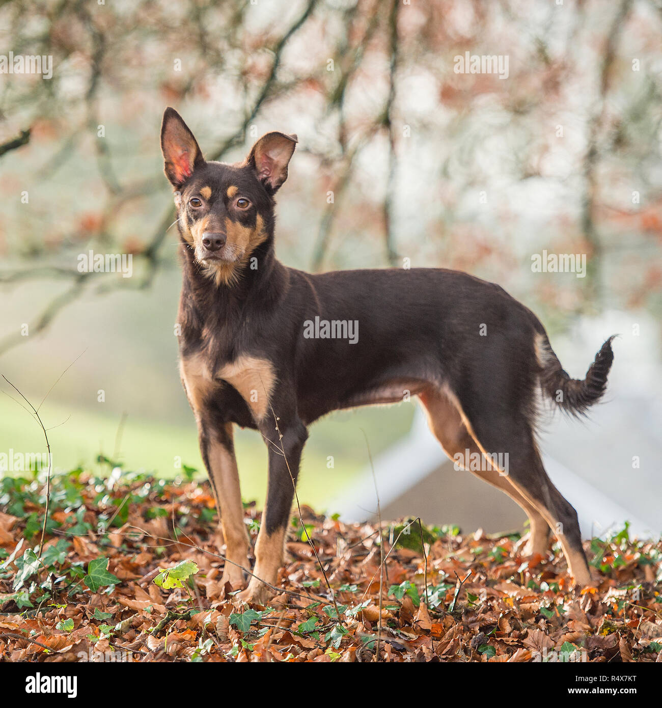 kelpie cross cattle