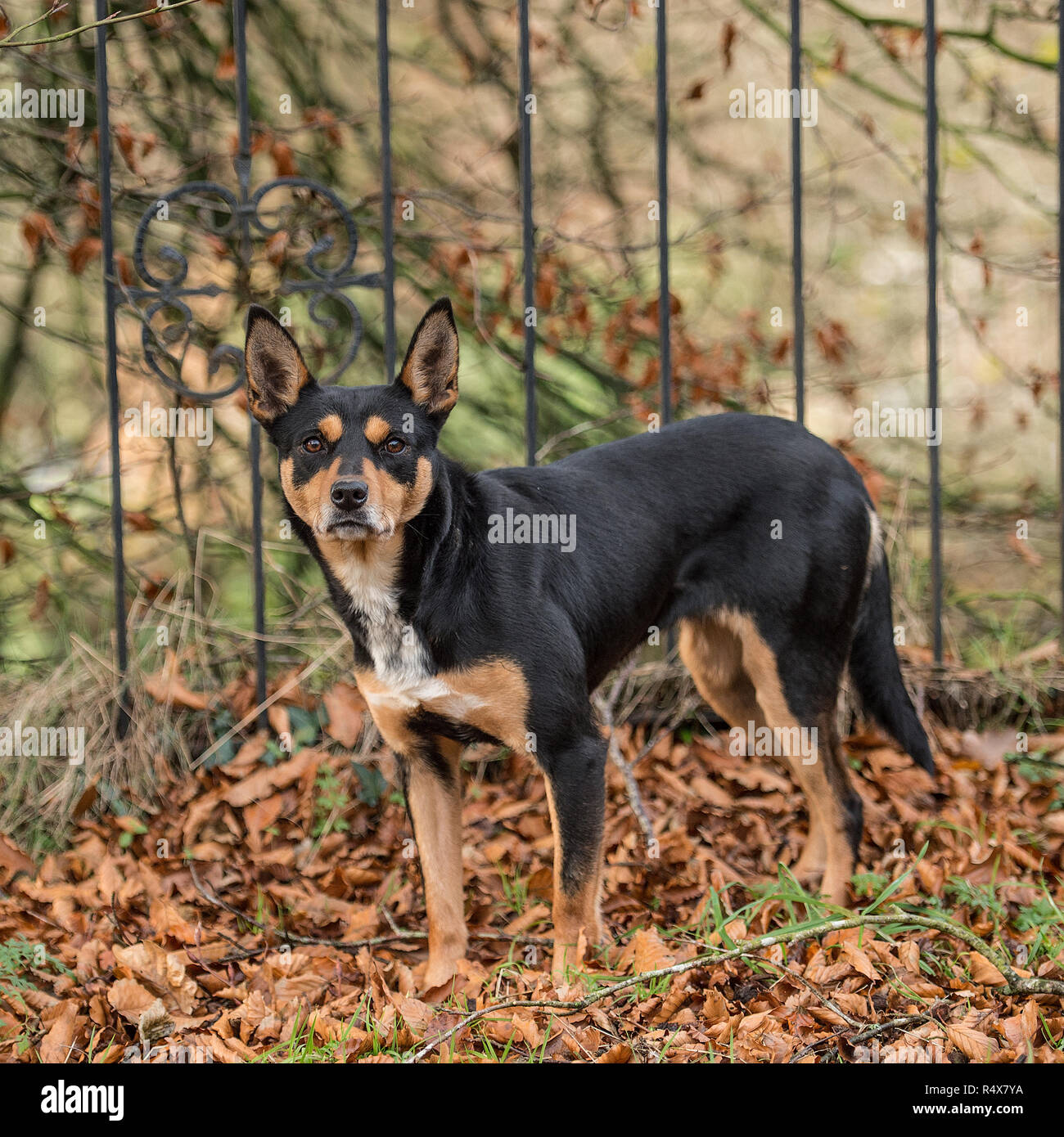 Black metzner dog sales